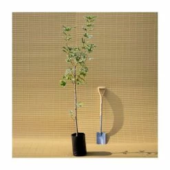 Acer platanoides 'Drummondii' |Norway Maple Tree 11 Acer platanoides 'Drummondii' |Norway Maple Tree -primrose shop TR0131 add image 4 1f8b