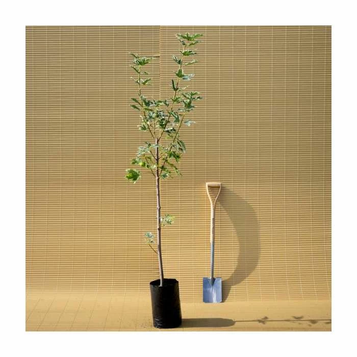 Acer platanoides 'Drummondii' |Norway Maple Tree 6 Acer platanoides 'Drummondii' |Norway Maple Tree - Image 6