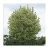 Acer platanoides 'Drummondii' |Norway Maple Tree