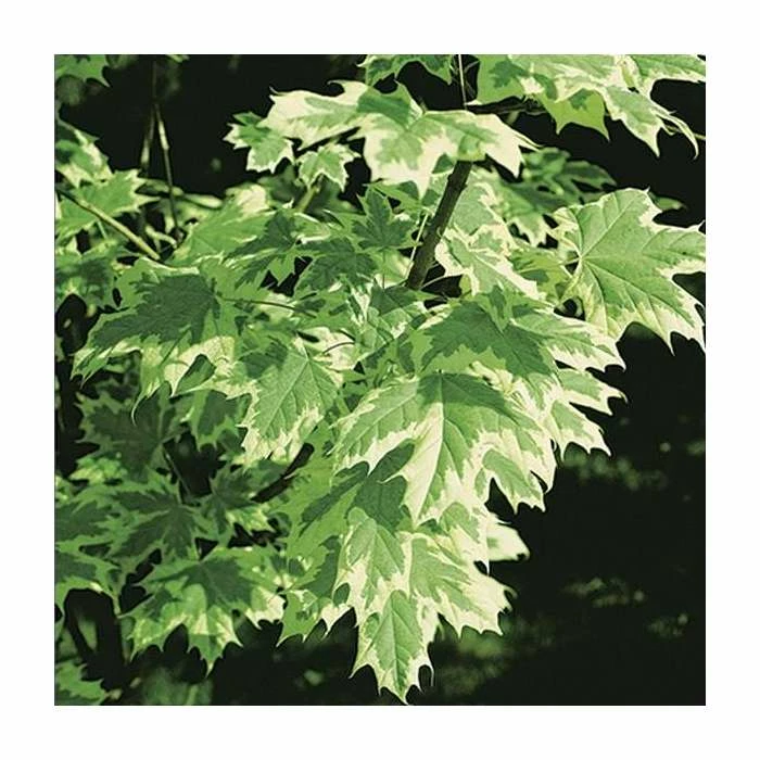 Acer platanoides 'Drummondii' |Norway Maple Tree 2 Acer platanoides 'Drummondii' |Norway Maple Tree - Image 2