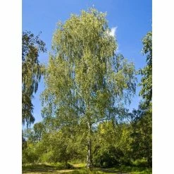 Silver Birch | Betula Pendula -primrose shop TR013512L add image 1 57df