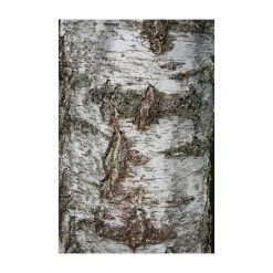 Silver Birch | Betula Pendula -primrose shop TR013512L add image 3 942a