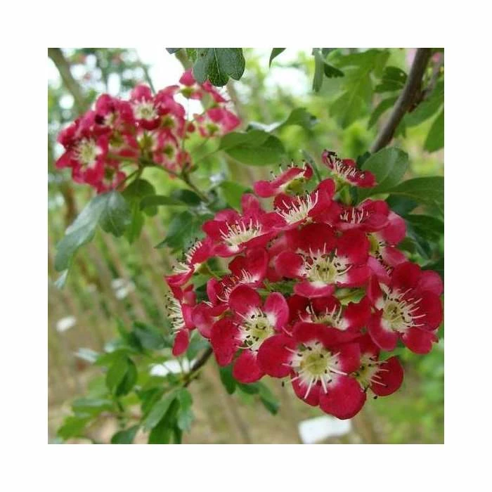 Crataegus laevigata 'Crimson Cloud' | Hawthorn Tree 3 Crataegus laevigata 'Crimson Cloud' | Hawthorn Tree - Image 3