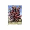 Crataegus laevigata 'Crimson Cloud' | Hawthorn Tree