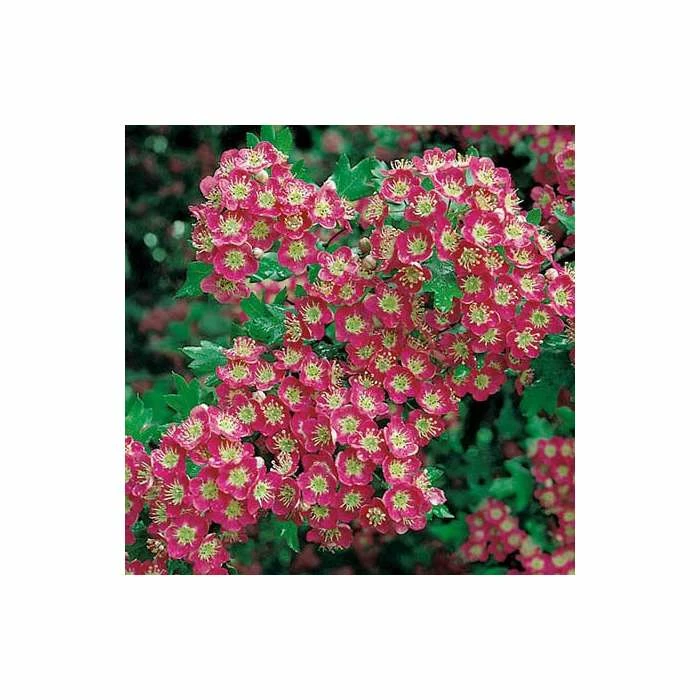 Crataegus laevigata 'Crimson Cloud' | Hawthorn Tree 2 Crataegus laevigata 'Crimson Cloud' | Hawthorn Tree - Image 2