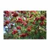 Crataegus persimilis 'Prunifolia' | Hawthorn Tree