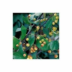 Malus floribunda | Crabapple Tree 12 Malus floribunda | Crabapple Tree -primrose shop TR01559L add image 4 1c75