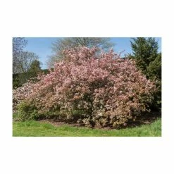Malus floribunda | Crabapple Tree 13 Malus floribunda | Crabapple Tree -primrose shop TR01559L add image 5 3cbb