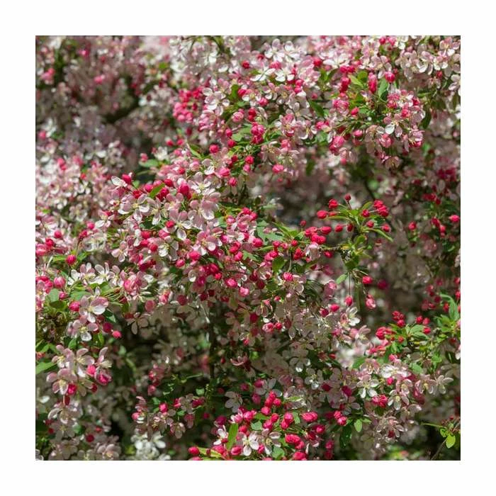 Malus floribunda | Crabapple Tree 2 Malus floribunda | Crabapple Tree - Image 2