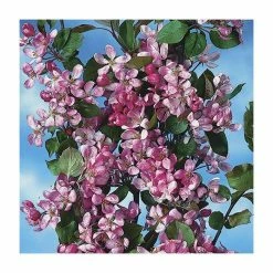 Malus x purpurea 'Neville Copeman' | Crabapple Tree -primrose shop TR01629L add image 1 4b2d