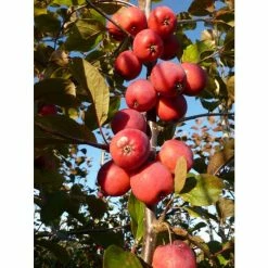 Malus x purpurea 'Neville Copeman' | Crabapple Tree -primrose shop TR01629L add image 2 7f33