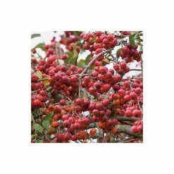 Malus x robusta 'Red Sentinel' | Crabapple Tree 8 Malus x robusta 'Red Sentinel' | Crabapple Tree -primrose shop TR01639L add image 1 ce1b