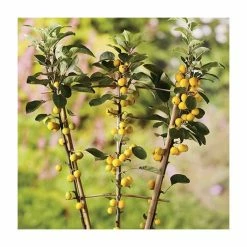 Malus x zumi 'Golden Hornet' | Crabapple Tree -primrose shop TR0166 add image 1 74e6