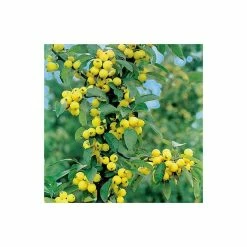 Malus x zumi 'Golden Hornet' | Crabapple Tree -primrose shop TR0166 add image 2 5910