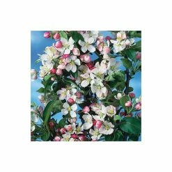 Malus x zumi 'Golden Hornet' | Crabapple Tree -primrose shop TR0166 add image 3 d184