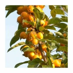 Malus x zumi 'Golden Hornet' | Crabapple Tree -primrose shop TR0166 add image 4 6ee5