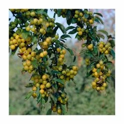 Malus x zumi 'Golden Hornet' | Crabapple Tree -primrose shop TR0166 add image 5 4a82