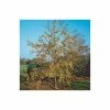 Malus x zumi 'Golden Hornet' | Crabapple Tree
