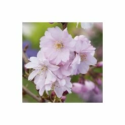 Prunus 'Accolade' | Cherry Blossom Tree 9 Prunus 'Accolade' | Cherry Blossom Tree -primrose shop TR01689L add image 1 dcfa