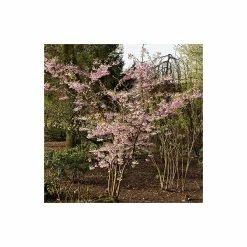 Prunus 'Accolade' | Cherry Blossom Tree 11 Prunus 'Accolade' | Cherry Blossom Tree -primrose shop TR01689L add image 3 9292
