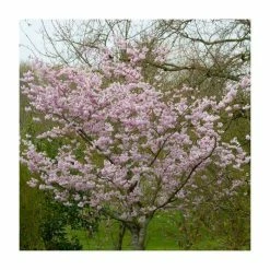 Prunus 'Accolade' | Cherry Blossom Tree 13 Prunus 'Accolade' | Cherry Blossom Tree -primrose shop TR01689L add image 5 124f