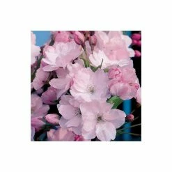 Prunus 'Amanogawa' | Cherry Blossom Tree -primrose shop TR016925L add image 2 096c