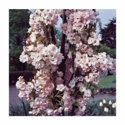 Prunus 'Amanogawa' | Cherry Blossom Tree -primrose shop TR016925L add image 3 855a