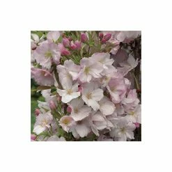 Prunus 'Amanogawa' | Cherry Blossom Tree -primrose shop TR016925L add image 4 5afc