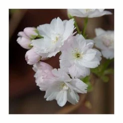Prunus 'Amanogawa' | Cherry Blossom Tree -primrose shop TR016925L add image 5 d14b