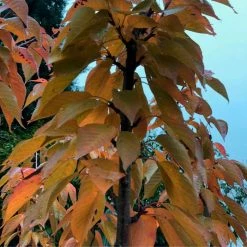 Prunus 'Kanzan' | Cherry Blossom Tree -primrose shop TR0172 add image 1 40ee