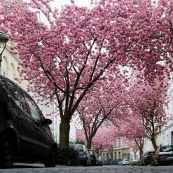 Prunus 'Kanzan' | Cherry Blossom Tree -primrose shop TR0172 add image 2 0d40