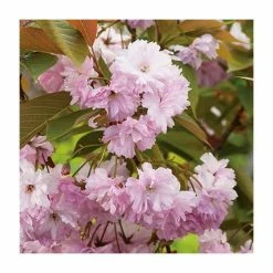 Prunus 'Kanzan' | Cherry Blossom Tree -primrose shop TR0172 add image 3 1857