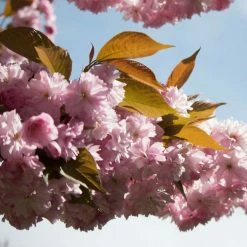 Prunus 'Kanzan' | Cherry Blossom Tree -primrose shop TR0172 add image 4 08a7