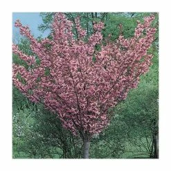 Prunus 'Kanzan' | Cherry Blossom Tree -primrose shop TR0172 add image 6 6f03