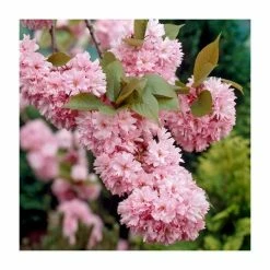 Prunus 'Kanzan' | Cherry Blossom Tree -primrose shop TR0172 add image 7 d7d2