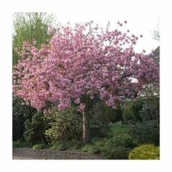 Prunus 'Kanzan' | Cherry Blossom Tree -primrose shop TR0172 add image 8 347e