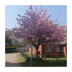 Prunus 'Kanzan' | Cherry Blossom Tree -primrose shop TR0172 add image 9 25d6