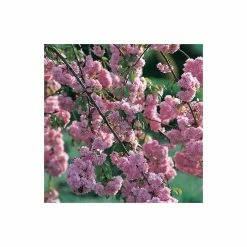 Prunus 'Kiku Shidare Zakura' | Cherry Blossom Tree 10 Prunus 'Kiku Shidare Zakura' | Cherry Blossom Tree -primrose shop TR017312L add image 1 339e