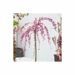 Prunus 'Kiku Shidare Zakura' | Cherry Blossom Tree 11 Prunus 'Kiku Shidare Zakura' | Cherry Blossom Tree -primrose shop TR017312L add image 2 328e