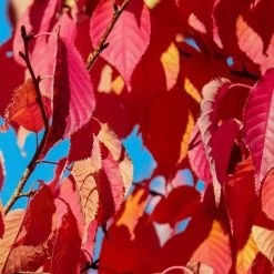 Prunus 'Kiku Shidare Zakura' | Cherry Blossom Tree 12 Prunus 'Kiku Shidare Zakura' | Cherry Blossom Tree -primrose shop TR017312L add image 3 f124