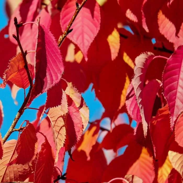 Prunus 'Kiku Shidare Zakura' | Cherry Blossom Tree 5 Prunus 'Kiku Shidare Zakura' | Cherry Blossom Tree - Image 5