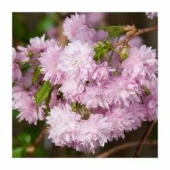 Prunus 'Kiku Shidare Zakura' | Cherry Blossom Tree 14 Prunus 'Kiku Shidare Zakura' | Cherry Blossom Tree -primrose shop TR017312L add image 5 547b