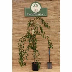 Prunus 'Kiku Shidare Zakura' | Cherry Blossom Tree 15 Prunus 'Kiku Shidare Zakura' | Cherry Blossom Tree -primrose shop TR017312L add image 6 18e9