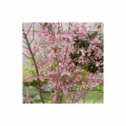 Prunus 'Okame' | Cherry Blossom Tree -primrose shop TR01749L add image 2 6483