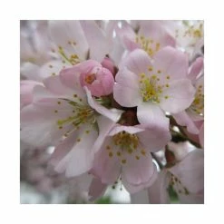 Prunus padus 'Pandora' | Cherry Blossom Tree -primrose shop TR01759L add image 1 3d8c