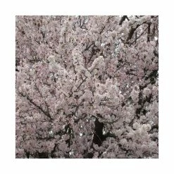 Prunus padus 'Pandora' | Cherry Blossom Tree -primrose shop TR01759L add image 2 91f5