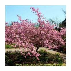 Prunus sargentii | Cherry Blossom Tree -primrose shop TR01799L add image 1 3c85