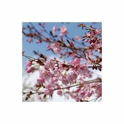 Prunus sargentii | Cherry Blossom Tree -primrose shop TR01799L add image 2 0ac8