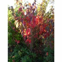 Prunus sargentii | Cherry Blossom Tree -primrose shop TR01799L add image 3 bec6