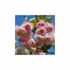 Prunus serrulata 'Shirofugen' | Cherry Blossom Tree -primrose shop TR018112L add image 1 ef9a